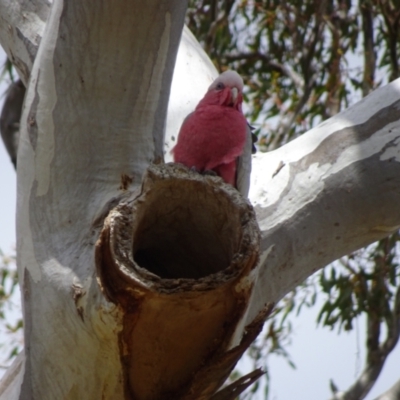 Eolophus roseicapilla (Galah) at Franklin, ACT - 25 Oct 2018 by JanetRussell