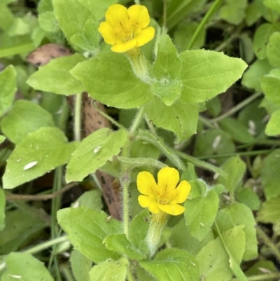 Erythranthe moschata (Musk) at Lower Cotter Catchment - 3 Feb 2022 by JaneR