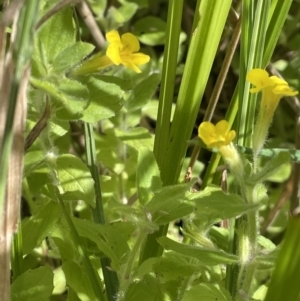 Erythranthe moschata at Cotter River, ACT - 3 Feb 2022 03:29 PM