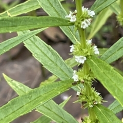 Lycopus australis (Native Gipsywort, Australian Gipsywort) at Cotter River, ACT - 3 Feb 2022 by JaneR