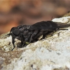 Tabanidae (family) (Unidentified march or horse fly) at Cotter River, ACT - 3 Feb 2022 by JohnBundock