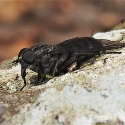 Tabanidae (family) (Unidentified march or horse fly) at Namadgi National Park - 3 Feb 2022 by JohnBundock
