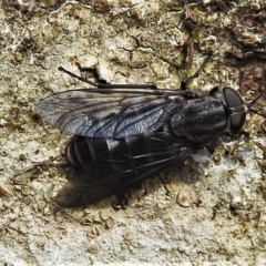 Tabanidae (family) at Cotter River, ACT - 3 Feb 2022