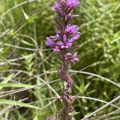 Lythrum salicaria (Purple Loosestrife) at Cotter River, ACT - 3 Feb 2022 by JaneR