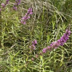 Lythrum salicaria at Cotter River, ACT - 3 Feb 2022 03:32 PM