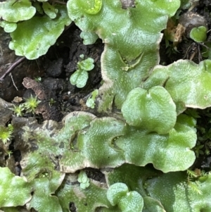 Lunularia cruciata at Cotter River, ACT - 3 Feb 2022 02:07 PM