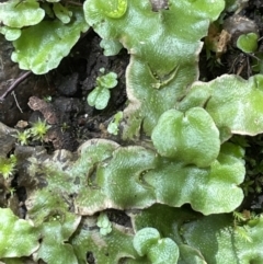Lunularia cruciata (A thallose liverwort) at Lower Cotter Catchment - 3 Feb 2022 by JaneR