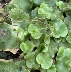 Lunularia cruciata at Cotter River, ACT - 3 Feb 2022 02:07 PM