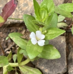 Gratiola peruviana (Australian Brooklime) at Lower Cotter Catchment - 3 Feb 2022 by JaneR
