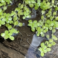 Callitriche stagnalis (Common Starwort) at Lower Cotter Catchment - 3 Feb 2022 by JaneR