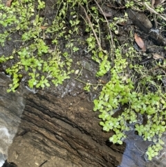 Callitriche stagnalis at Cotter River, ACT - 3 Feb 2022 02:07 PM