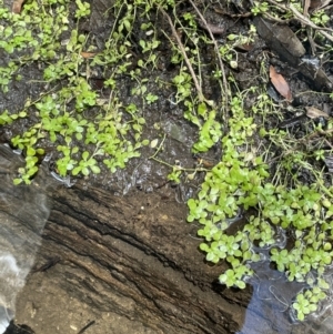 Callitriche stagnalis at Cotter River, ACT - 3 Feb 2022