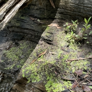 Callitriche stagnalis at Cotter River, ACT - 3 Feb 2022 02:07 PM