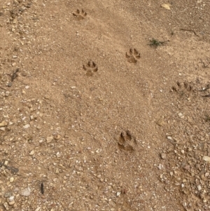 Canis lupus at Cotter River, ACT - 3 Feb 2022 04:15 PM