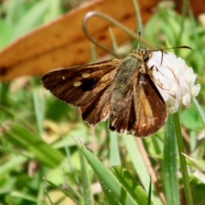 Timoconia flammeata (Bright Shield-skipper) at Mongarlowe River - 3 Feb 2022 by LisaH