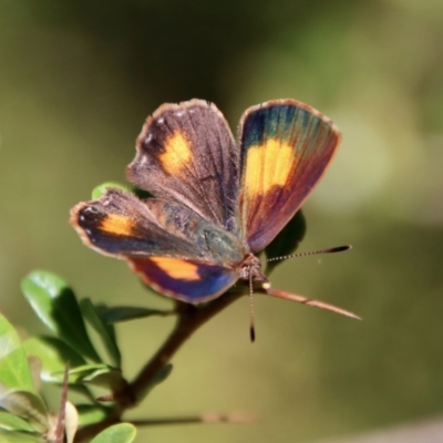 Paralucia aurifera (Bright Copper) at Mongarlowe, NSW - 3 Feb 2022 by LisaH