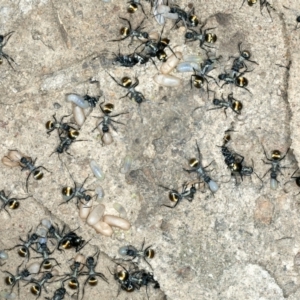 Polyrhachis ammon at Bango, NSW - 3 Feb 2022