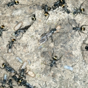 Polyrhachis ammon at Bango, NSW - 3 Feb 2022