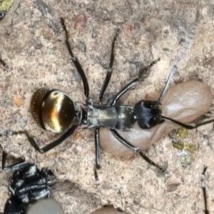 Polyrhachis ammon at Bango, NSW - 3 Feb 2022