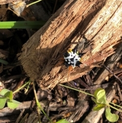 Austracantha minax (Christmas Spider, Jewel Spider) at Molonglo Valley, ACT - 2 Feb 2022 by AndyRussell