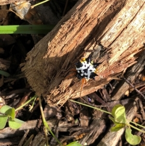 Austracantha minax at Molonglo Valley, ACT - 3 Feb 2022 10:02 AM