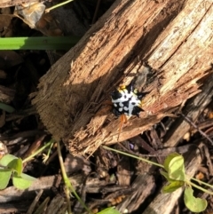 Austracantha minax (Christmas Spider, Jewel Spider) at Sth Tablelands Ecosystem Park - 2 Feb 2022 by AndyRussell