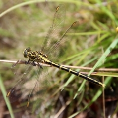 Austrogomphus guerini (Yellow-striped Hunter) at QPRC LGA - 3 Feb 2022 by LisaH