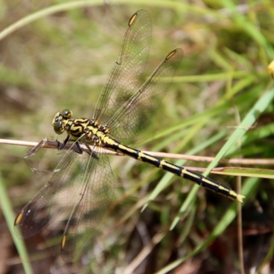 Austrogomphus guerini (Yellow-striped Hunter) at Mongarlowe River - 3 Feb 2022 by LisaH