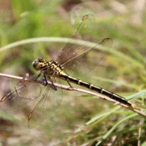 Austrogomphus guerini at QPRC LGA - suppressed