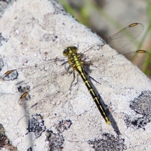 Austrogomphus guerini at QPRC LGA - 3 Feb 2022