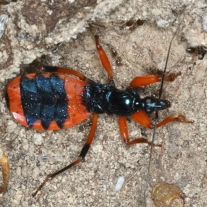 Ectomocoris patricius at Bango, NSW - 3 Feb 2022 12:27 PM