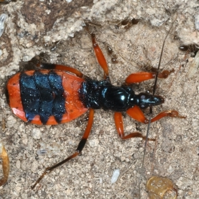 Ectomocoris patricius (Ground assassin bug) at Bango, NSW - 3 Feb 2022 by jbromilow50