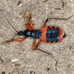 Ectomocoris patricius at Bango, NSW - 3 Feb 2022 12:27 PM