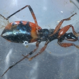 Ectomocoris patricius at Bango, NSW - 3 Feb 2022 12:27 PM