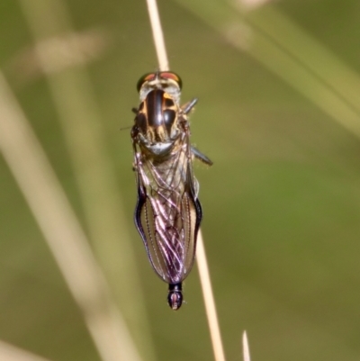 Ommatius coeraebus (a robber fly) at Mongarlowe River - 3 Feb 2022 by LisaH