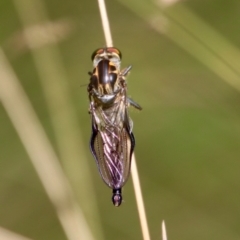 Ommatius coeraebus (a robber fly) at Mongarlowe, NSW - 3 Feb 2022 by LisaH