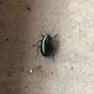 Chalcopteroides columbinus at Reid, ACT - 1 Feb 2022