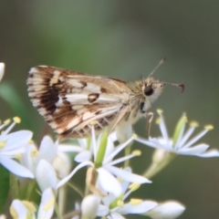 Anisynta monticolae (Montane grass-skipper) at Mongarlowe, NSW - 3 Feb 2022 by LisaH