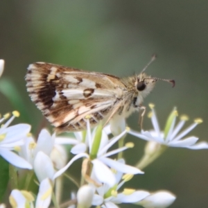 Anisynta monticolae at Mongarlowe, NSW - 3 Feb 2022