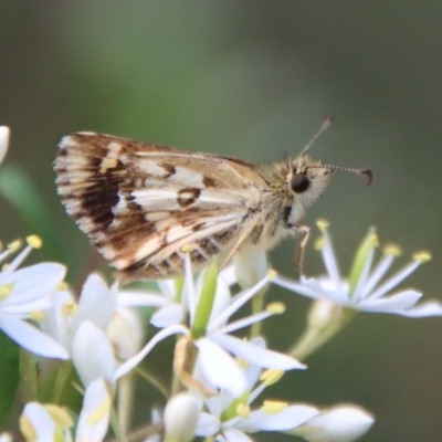 Anisynta monticolae (Montane grass-skipper) at QPRC LGA - 3 Feb 2022 by LisaH