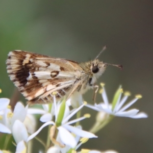 Anisynta monticolae at Mongarlowe, NSW - 3 Feb 2022