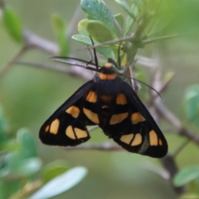 Amata (genus) (Handmaiden Moth) at QPRC LGA - 3 Feb 2022 by LisaH