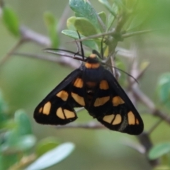 Amata (genus) (Handmaiden Moth) at Mongarlowe, NSW - 3 Feb 2022 by LisaH