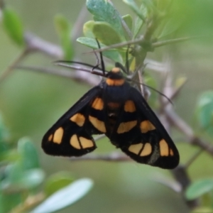 Amata (genus) at Mongarlowe, NSW - 3 Feb 2022