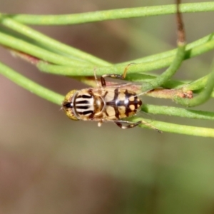 Eristalinus punctulatus at Mongarlowe, NSW - 3 Feb 2022