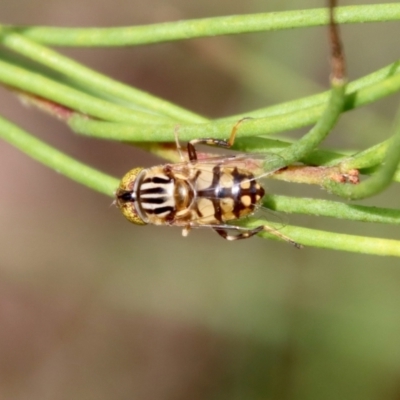 Eristalinus punctulatus (Golden Native Drone Fly) at Mongarlowe, NSW - 3 Feb 2022 by LisaH
