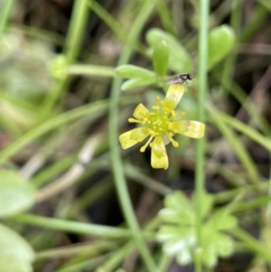 Ranunculus amphitrichus at Cotter River, ACT - 3 Feb 2022 03:34 PM