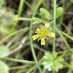 Ranunculus amphitrichus (Small River Buttercup) at Lower Cotter Catchment - 3 Feb 2022 by JaneR