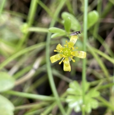 Ranunculus amphitrichus (Small River Buttercup) at Lower Cotter Catchment - 3 Feb 2022 by JaneR