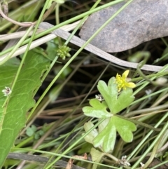 Ranunculus amphitrichus at Cotter River, ACT - 3 Feb 2022 03:34 PM